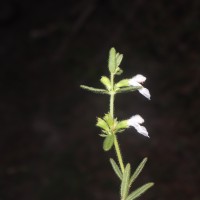 Leucas diffusa Benth.